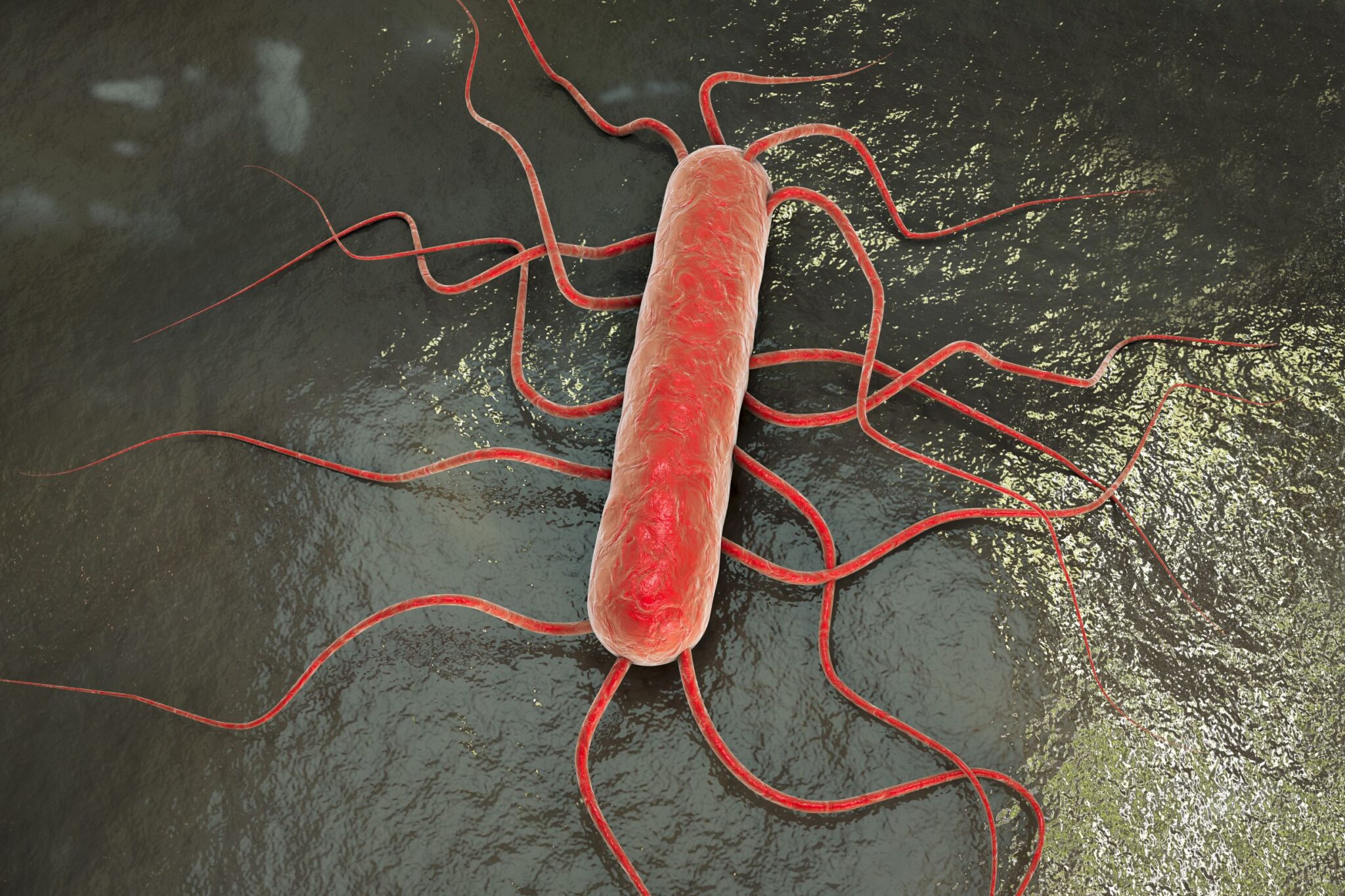 New Listeria Species Discovery Reinforce Need For Environmental Controls Tag Global Food 7282