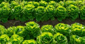 Fresh organic green lettuce leaf vegetable growth outdoor on field, ready to harvest