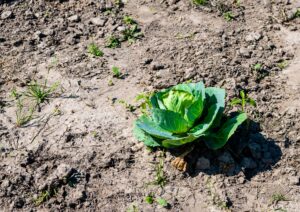 Single Cabbage Grows On Dry Soil