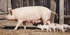 Happy yellow earth pig on the farm. Sow and piglet. Symbol of th