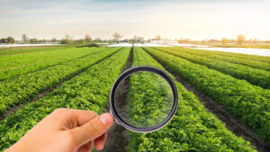 The food scientist checks the potato for chemicals and pesticides. Study quality of soil and crop. Growing organic vegetables. Eco-friendly products. Pomology. Agriculture and farming. GMO test.