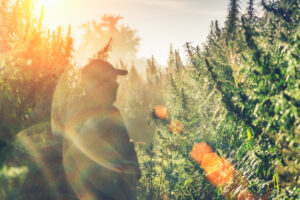 Silhouette of a man on a hemp field in sunlight