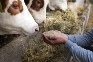 Farmer giving granules to cows