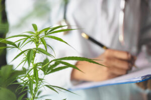 The doctor researched cannabis, Research of hemp oil extracts fo