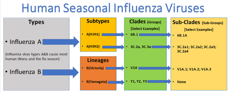 <strong>What Flu Do I Have?</strong>