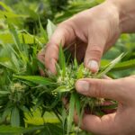farmer-controlling-quality-of-blooming-marijuana-2022-10-20-20-59-43-utc
