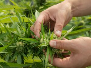 farmer-controlling-quality-of-blooming-marijuana-2022-10-20-20-59-43-utc