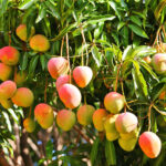 Mango tree with ripening fruits