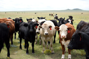 Close up eye level view of a herd of grazing livestock on a catt