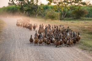 ducks on a dirt road