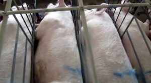 Pigs in a gestational crate