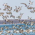Large flock of Canvasback Ducks flying over the Chesapeake bay in Maryland
